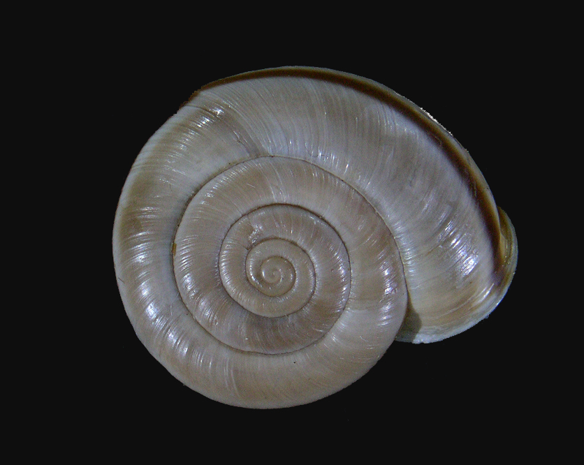 Chilostoma cingulatum